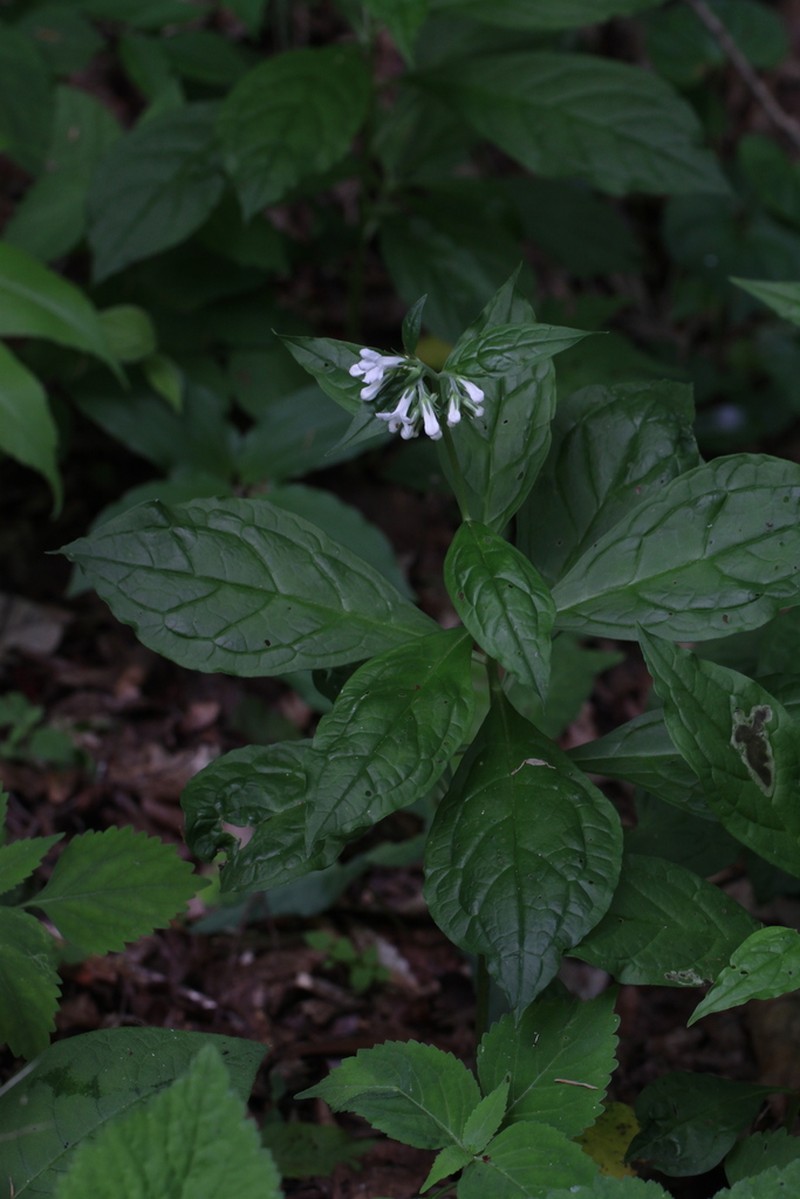 Ancistrocarya japonica photo 2