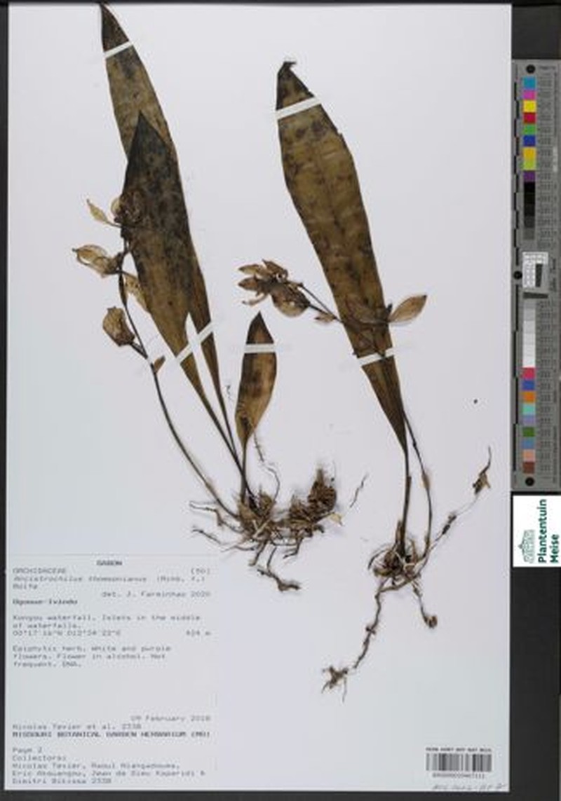 Ancistrochilus thomsonianus