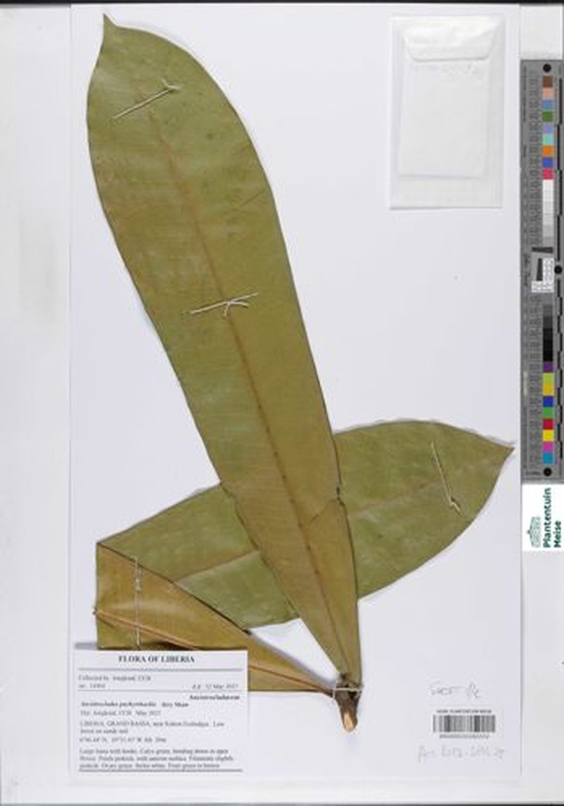 Ancistrocladus barteri