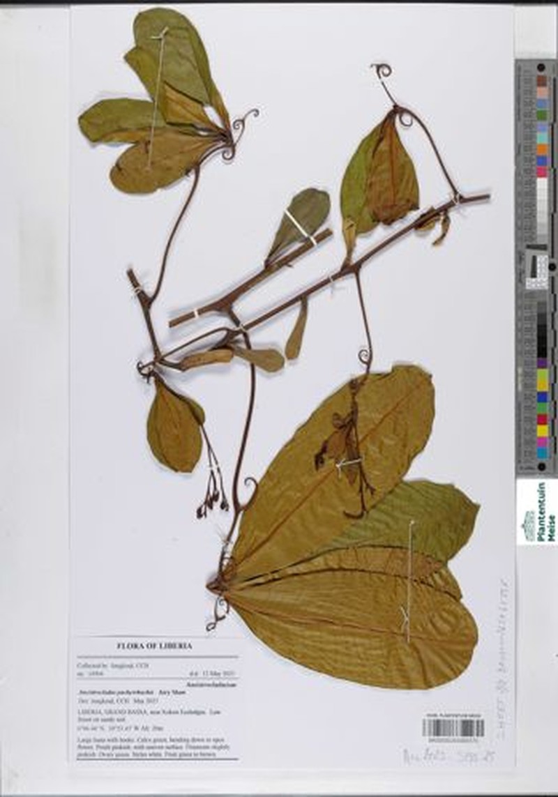 Ancistrocladus barteri photo 2