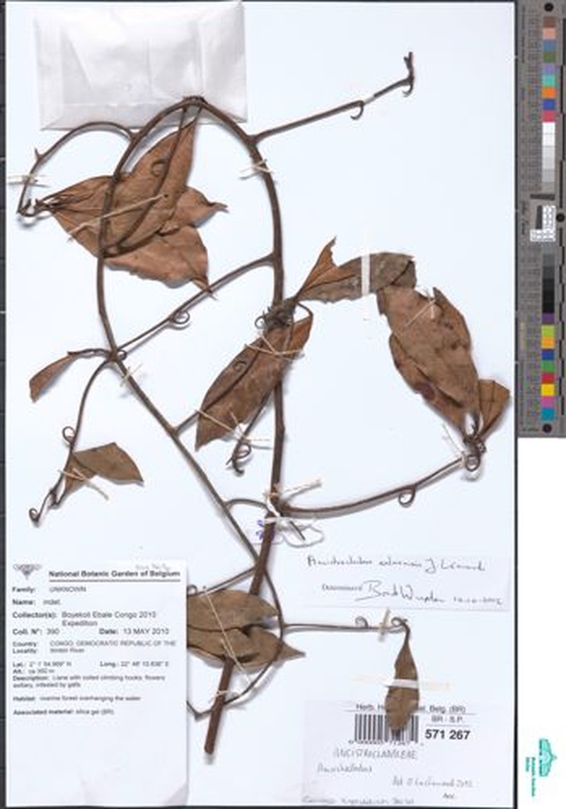 Ancistrocladus ealaensis