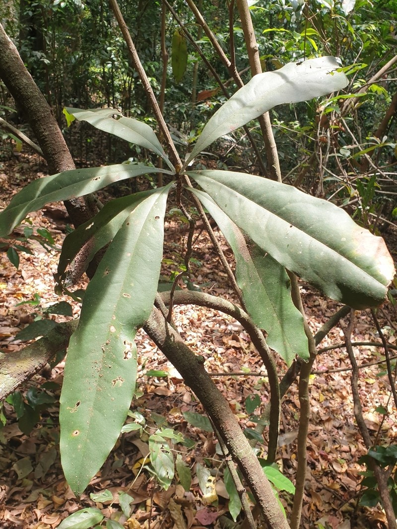 Ancistrocladus heyneanus photo 2