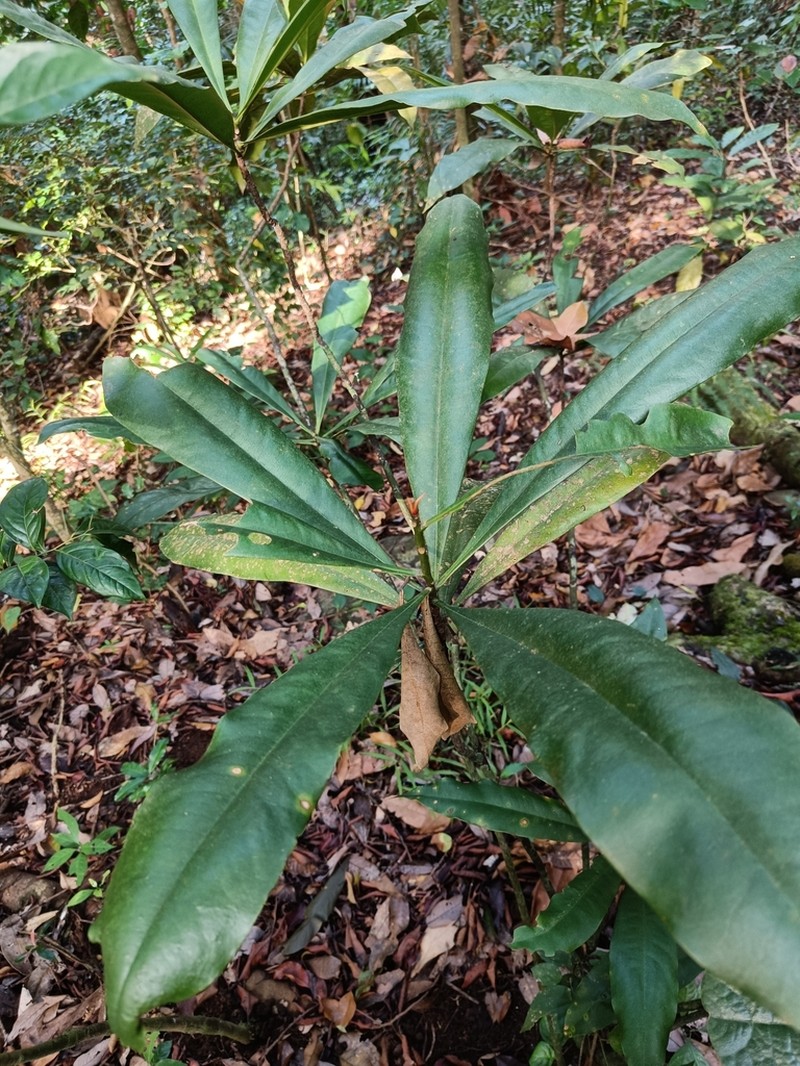 Ancistrocladus heyneanus photo 3