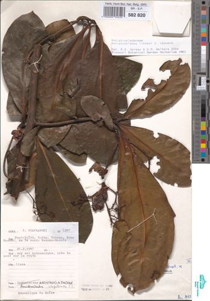 Ancistrocladus likoko