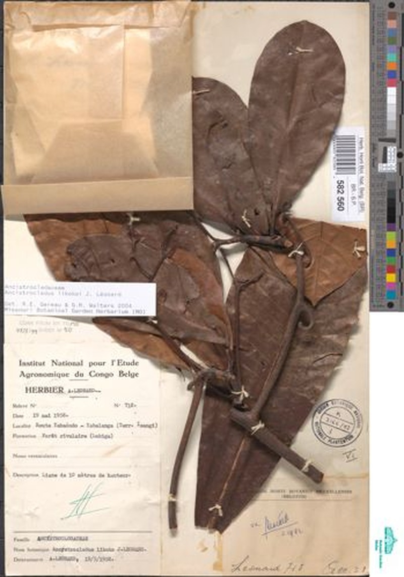 Ancistrocladus likoko photo 2