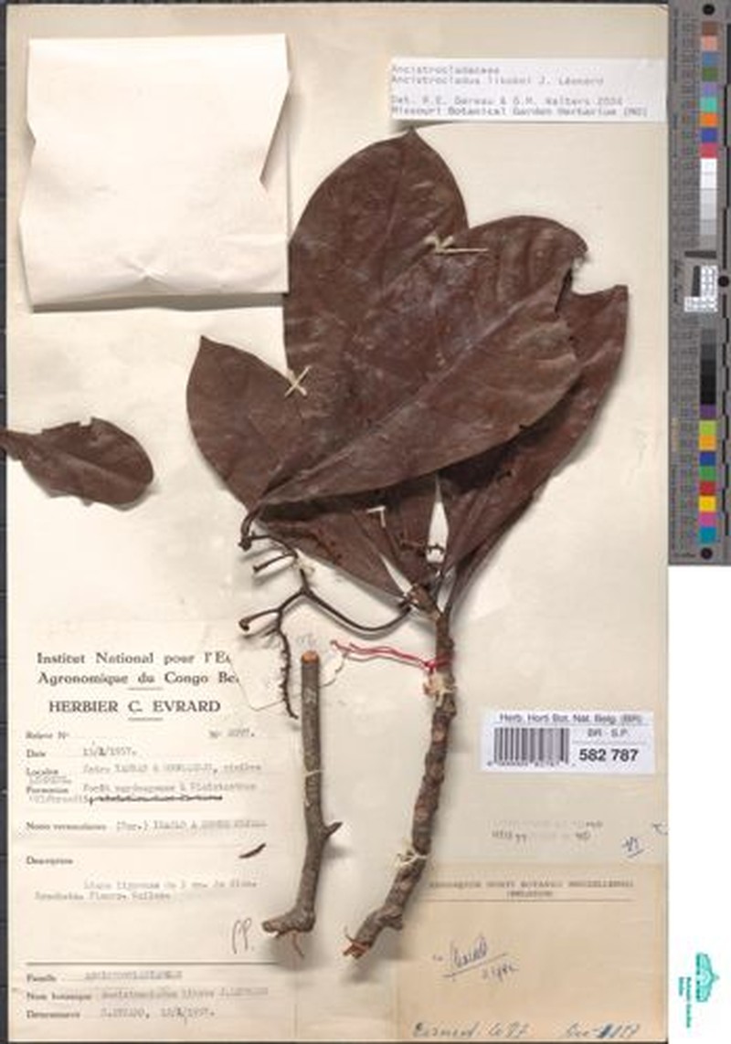 Ancistrocladus likoko photo 3