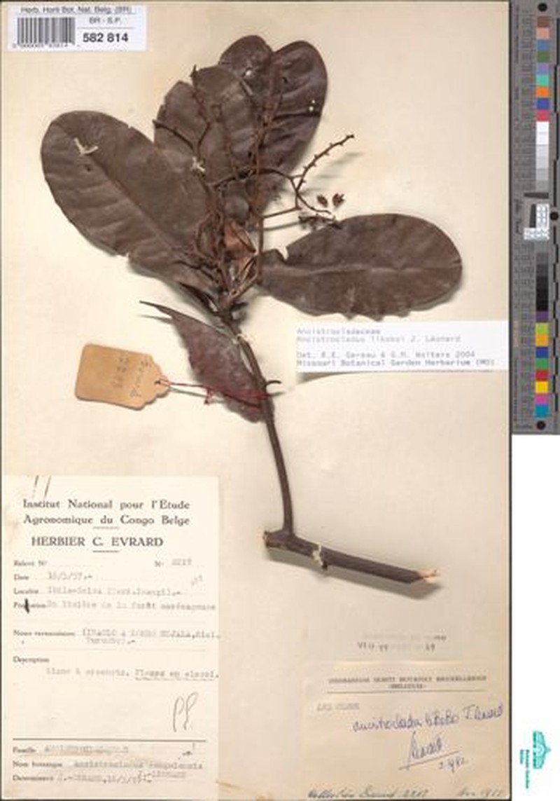 Ancistrocladus likoko photo 4