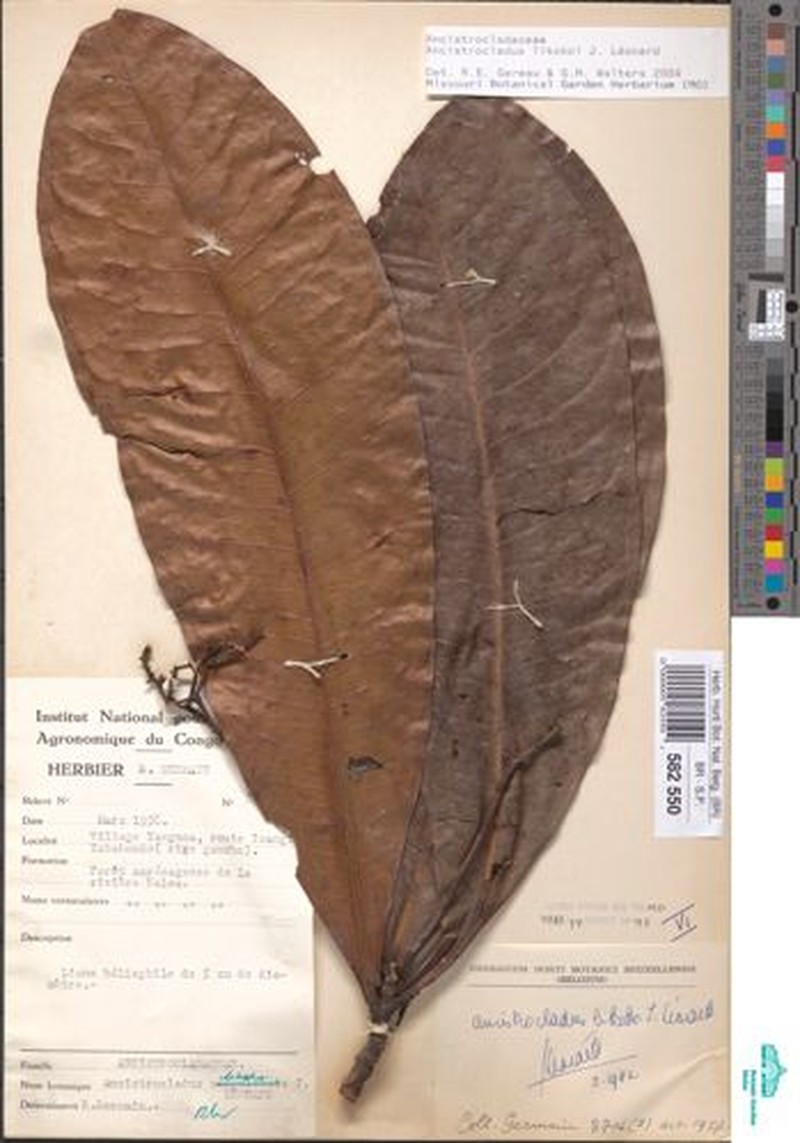 Ancistrocladus likoko photo 5