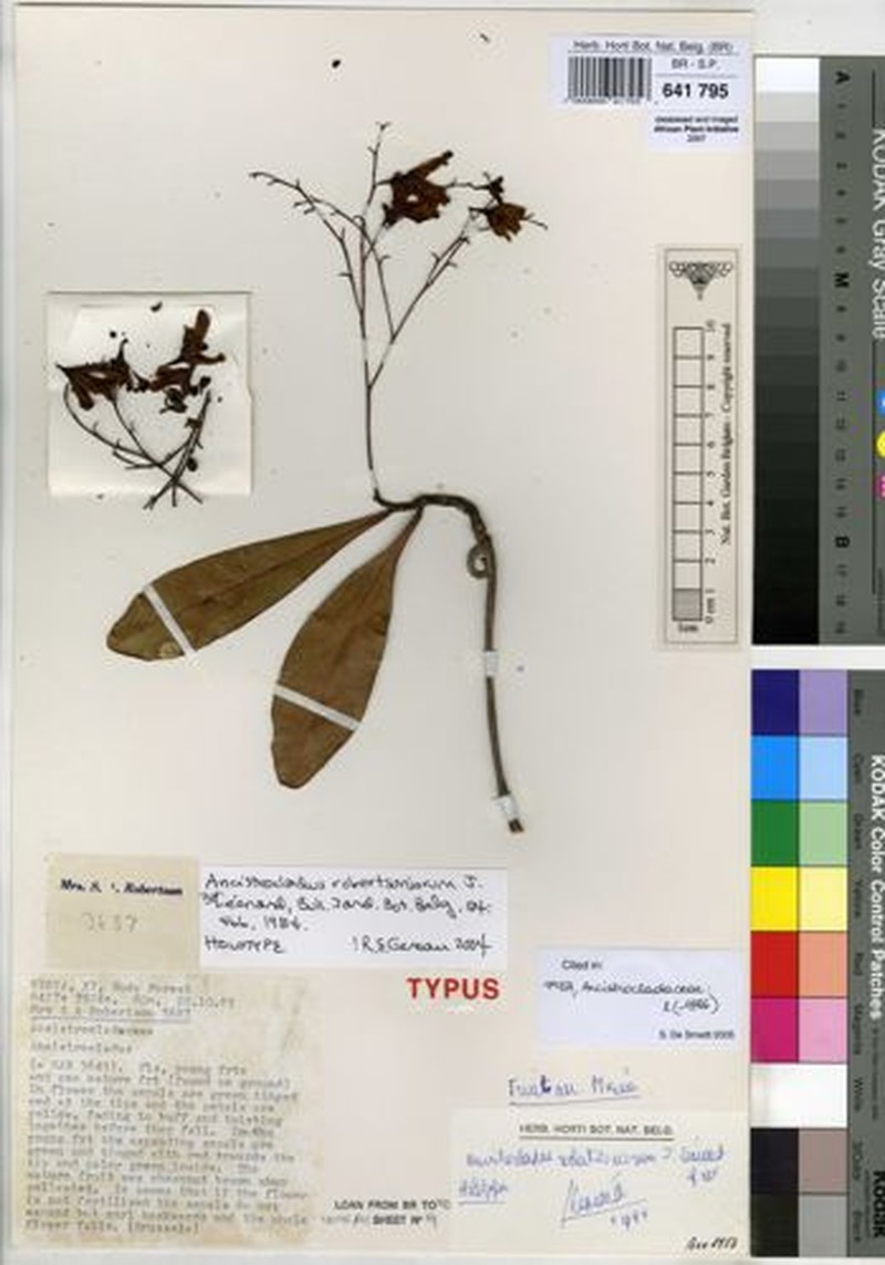 Ancistrocladus robertsoniorum