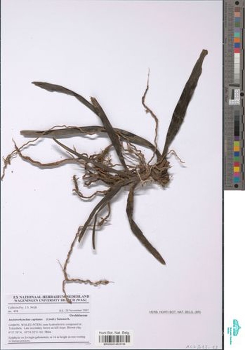 Ancistrorhynchus capitatus photo 2