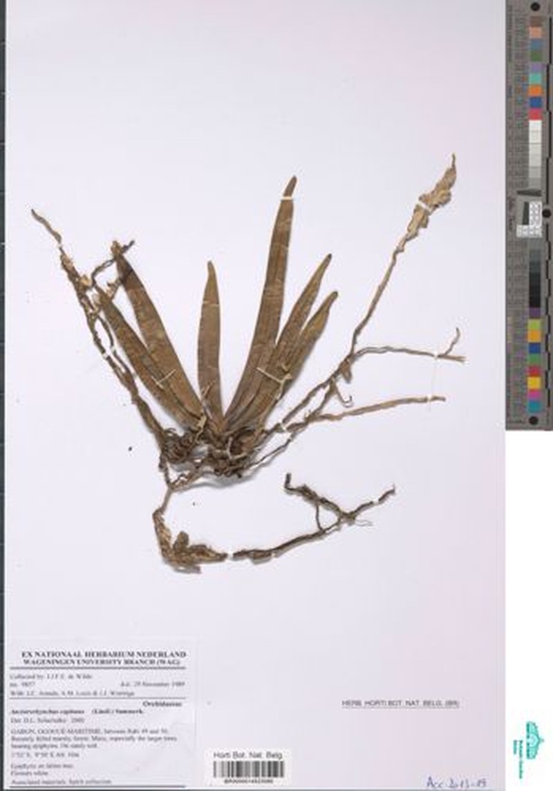 Ancistrorhynchus capitatus photo 3