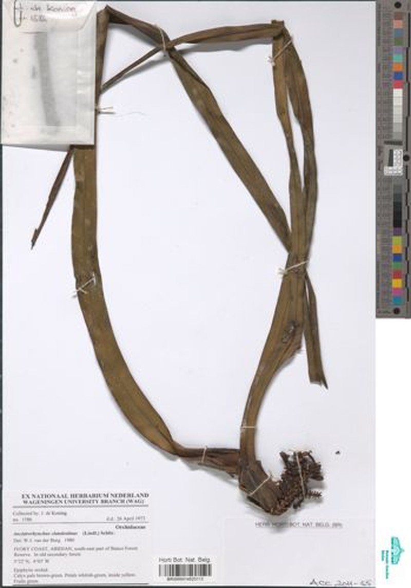 Ancistrorhynchus clandestinus