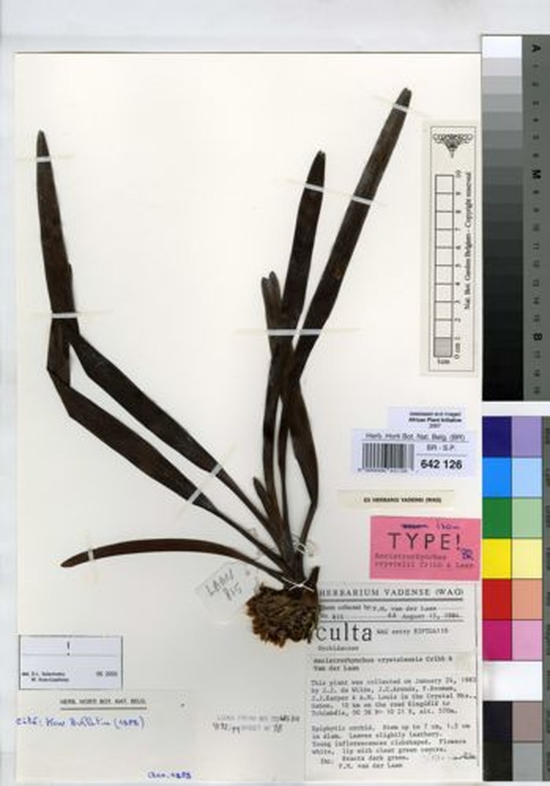 Ancistrorhynchus crystalensis