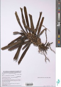 Ancistrorhynchus metteniae