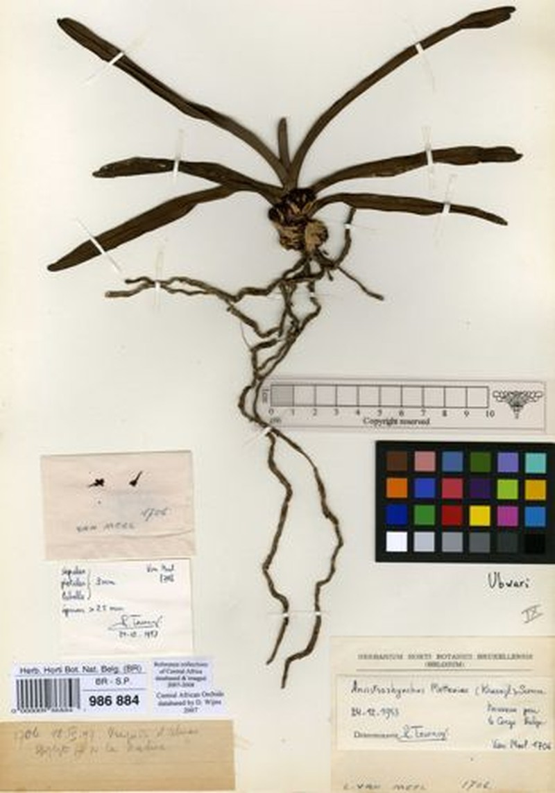 Ancistrorhynchus metteniae photo 2