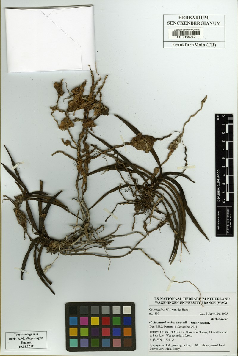Ancistrorhynchus straussii