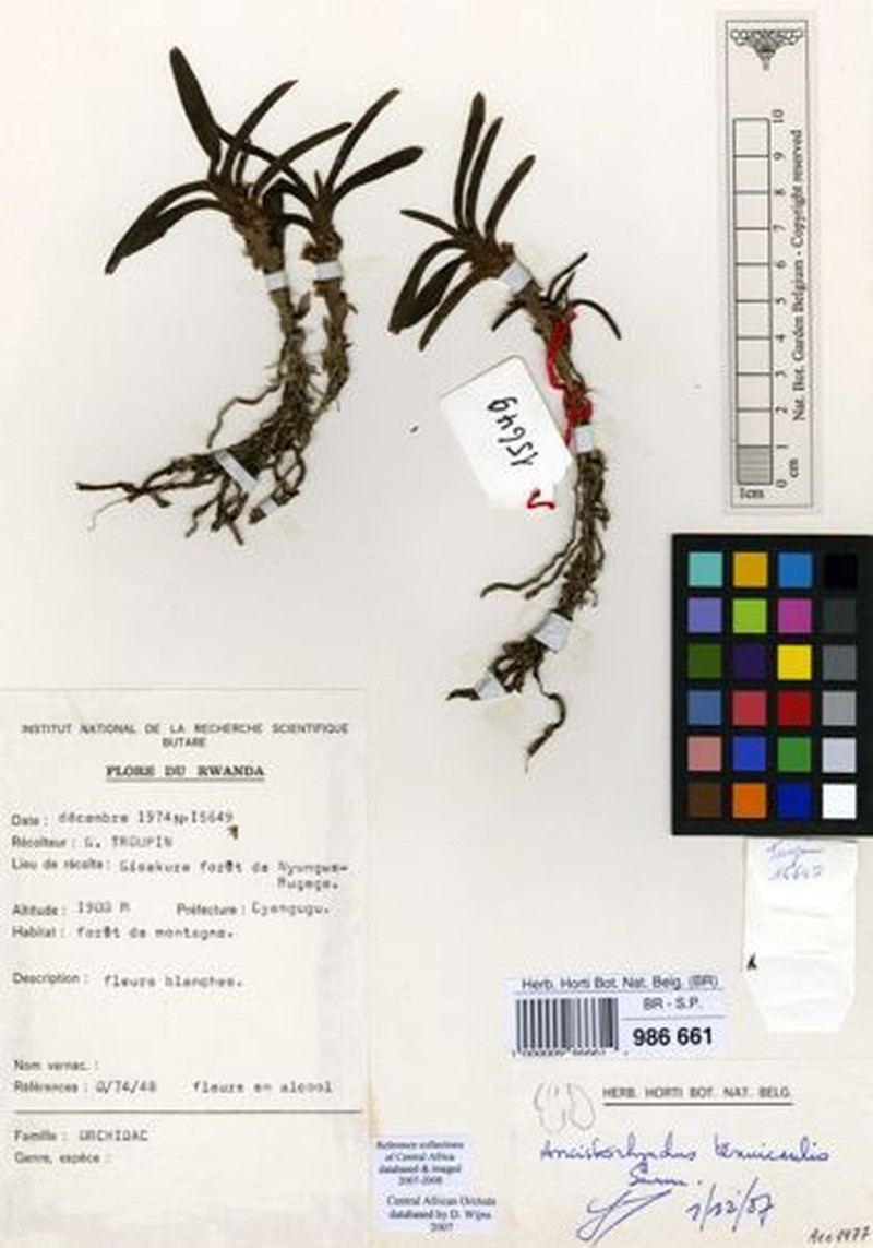 Ancistrorhynchus tenuicaulis