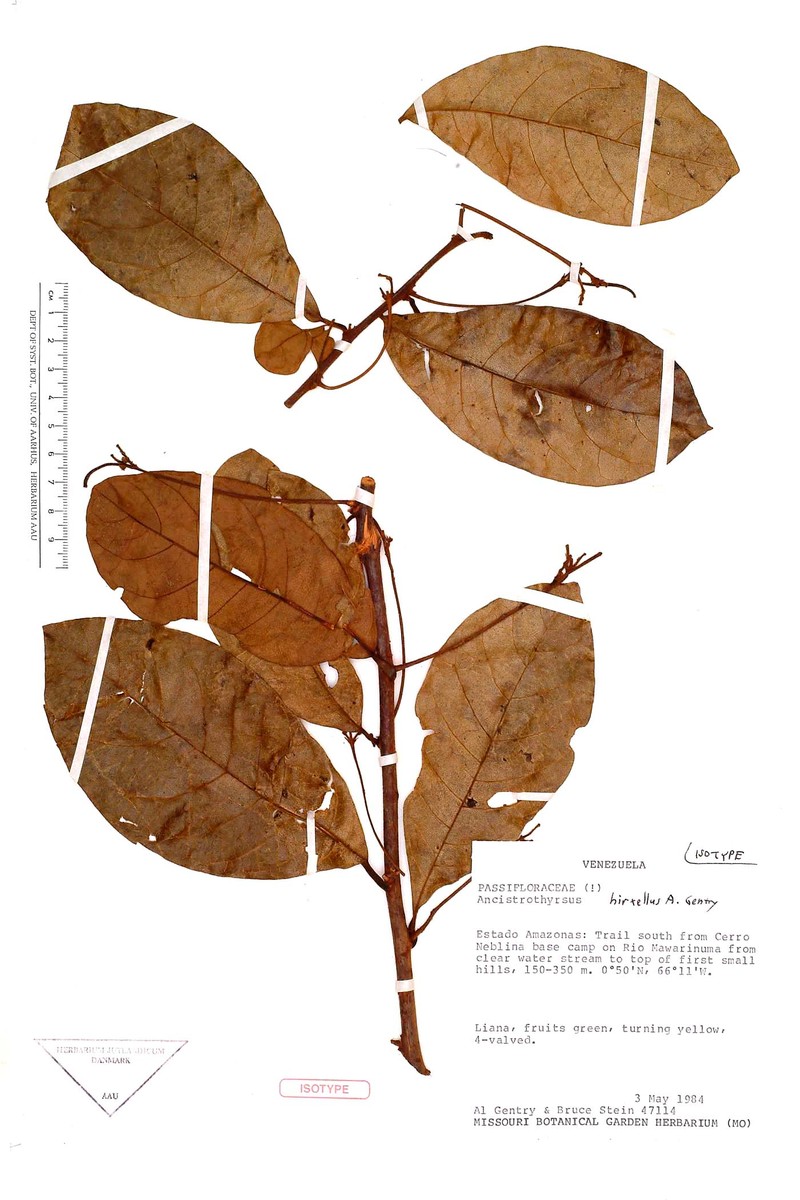 Ancistrothyrsus hirtellus