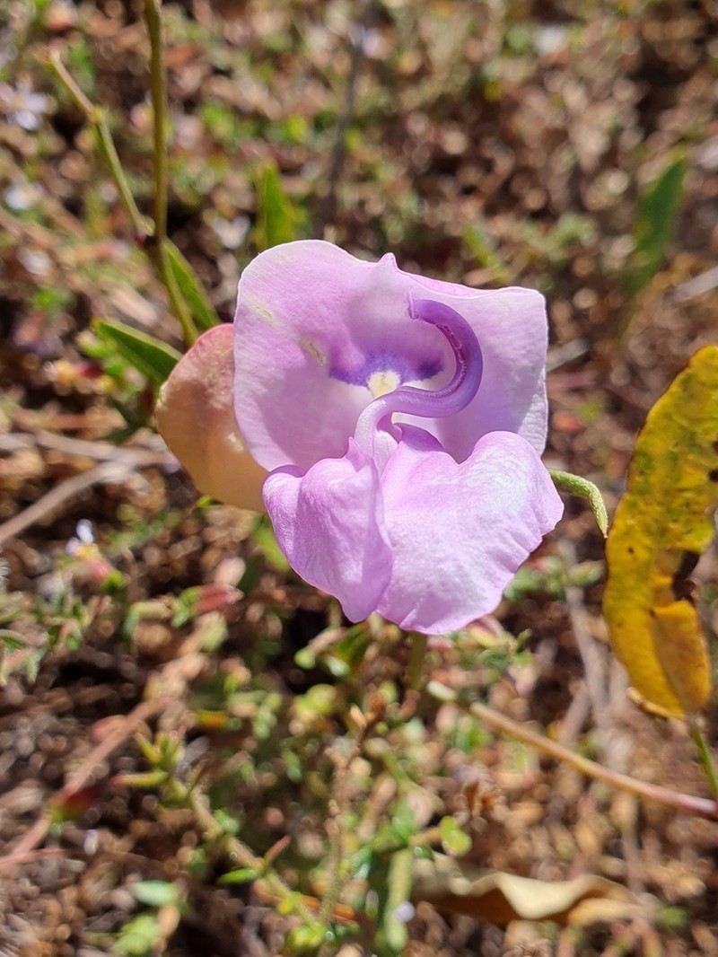 Ancistrotropis clitorioides photo 2