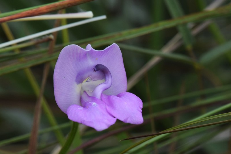 Ancistrotropis clitorioides photo 3