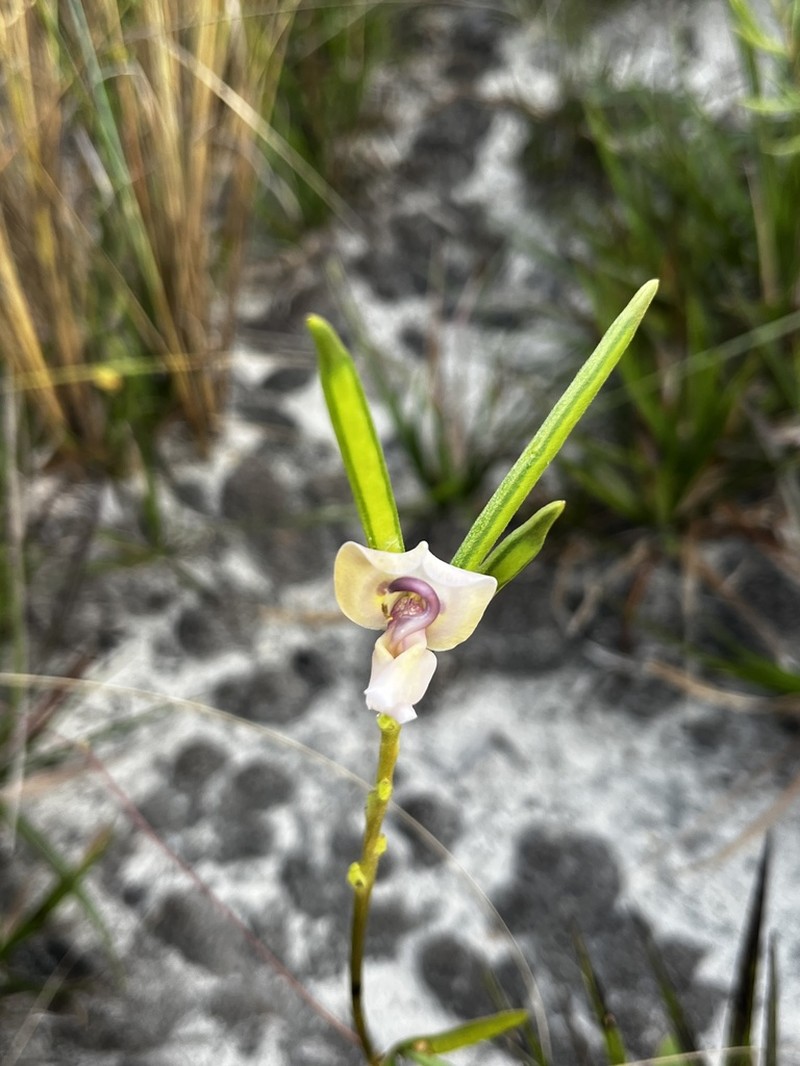 Ancistrotropis clitorioides photo 4