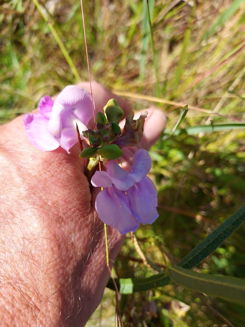 Ancistrotropis clitorioides photo 6