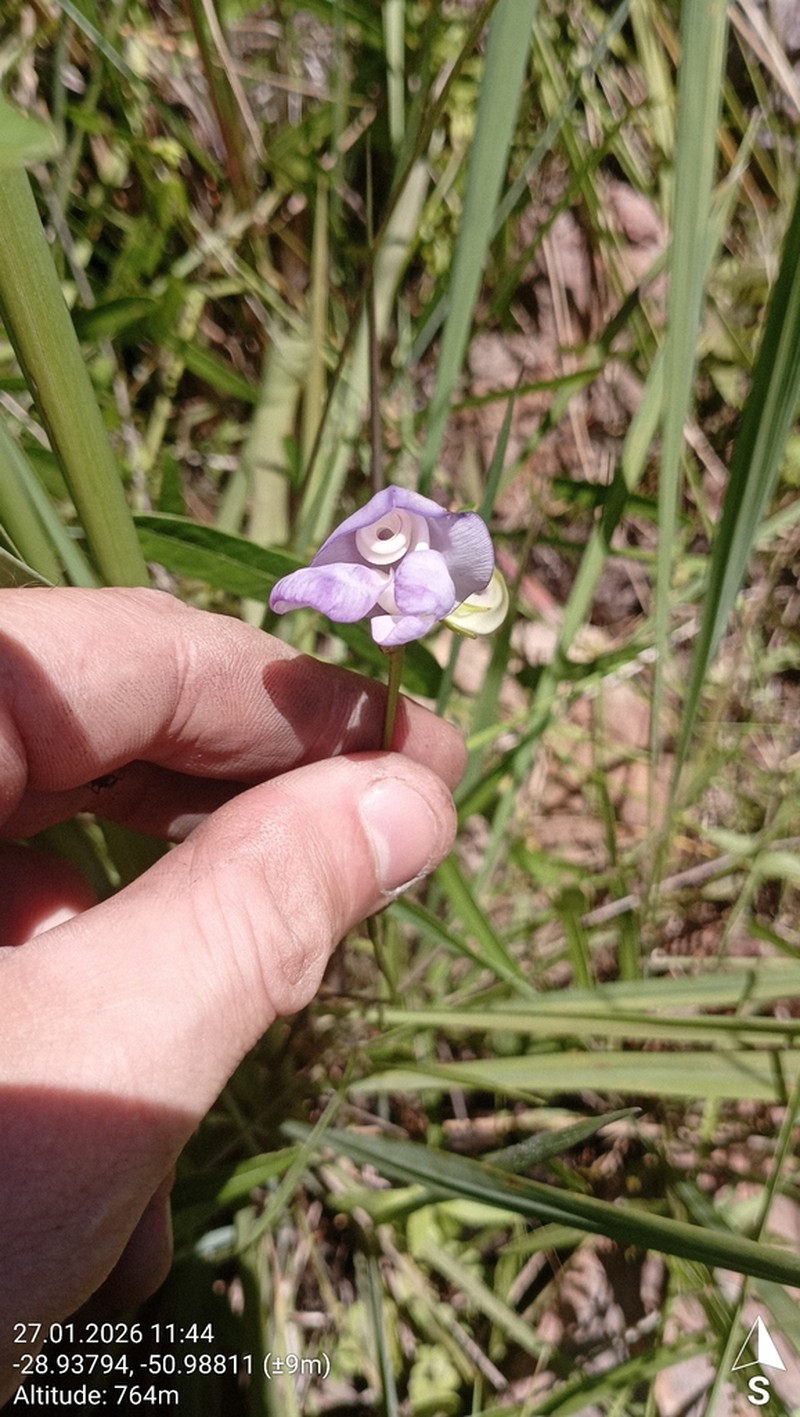 Ancistrotropis clitorioides photo 8