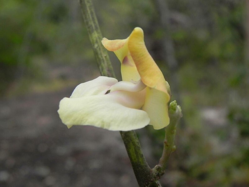 Ancistrotropis firmula photo 2