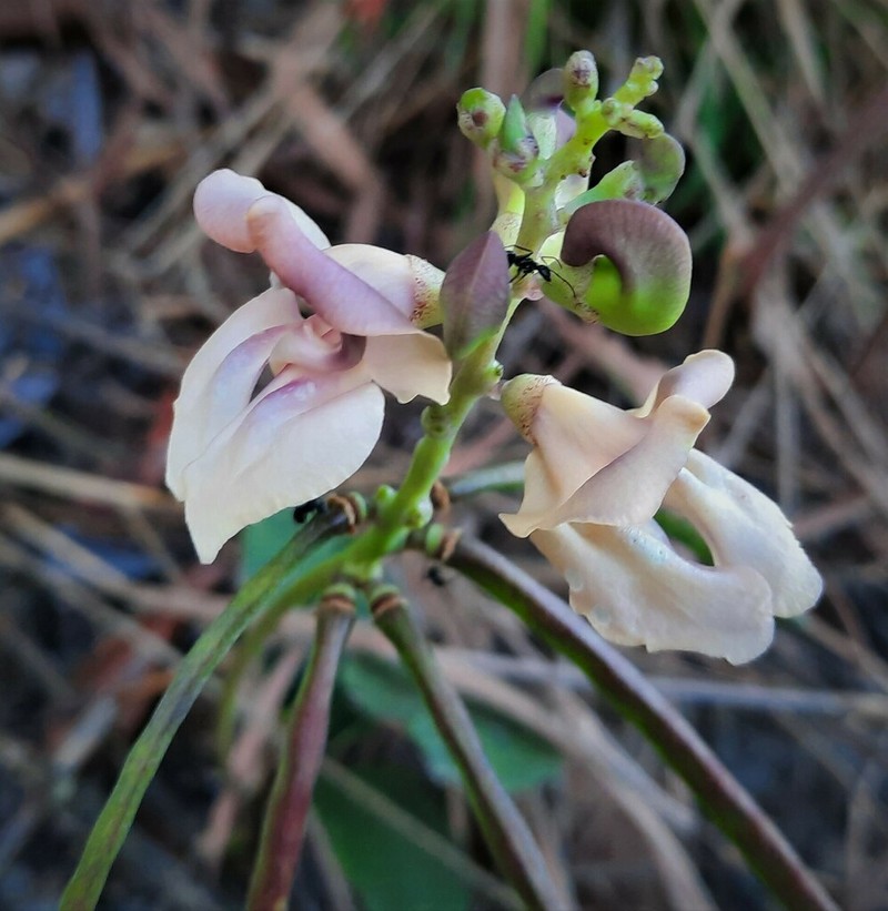 Ancistrotropis firmula photo 3