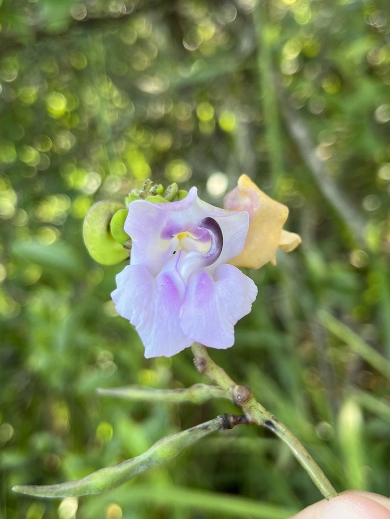 Ancistrotropis firmula photo 5