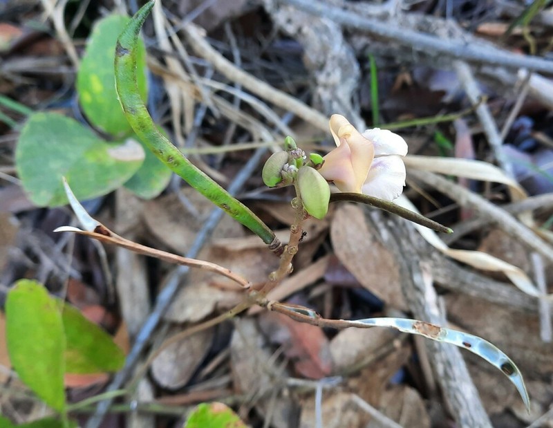 Ancistrotropis firmula photo 6