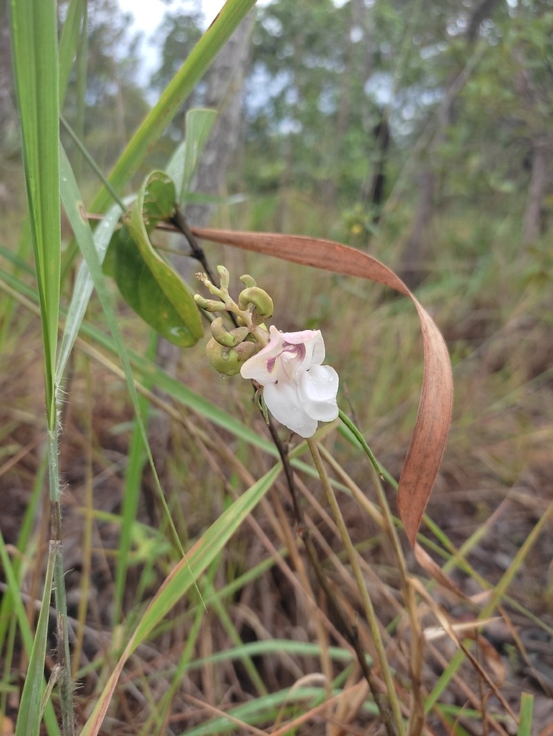Ancistrotropis firmula