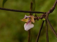 Purple Cowpea