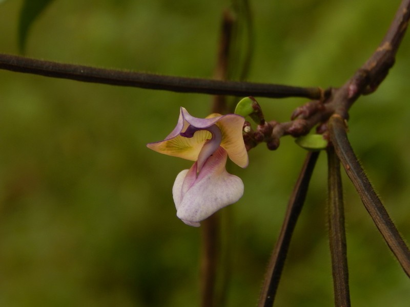 Purple Cowpea