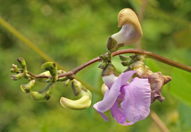 Purple Cowpea photo 2