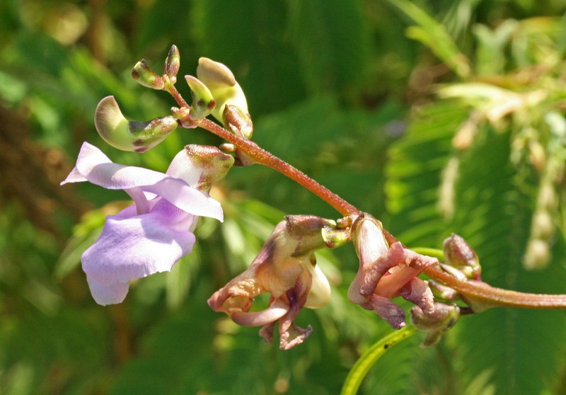 Purple Cowpea photo 3