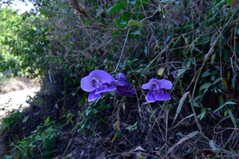 Purple Cowpea photo 4