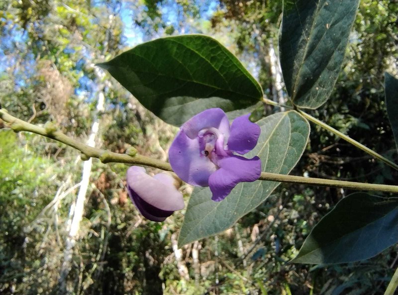 Ancistrotropis robusta photo 2