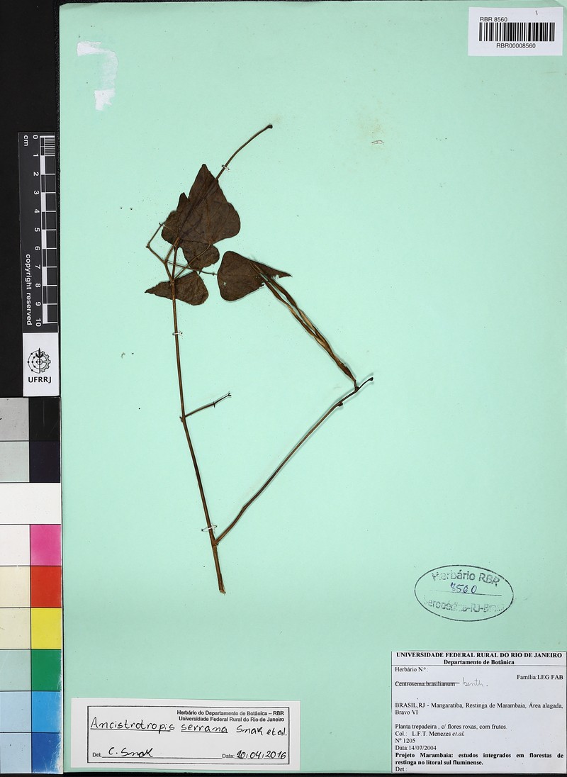 Ancistrotropis serrana
