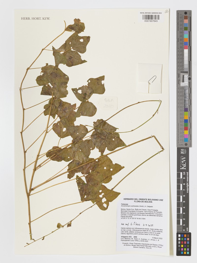 Ancistrotropis subhastata