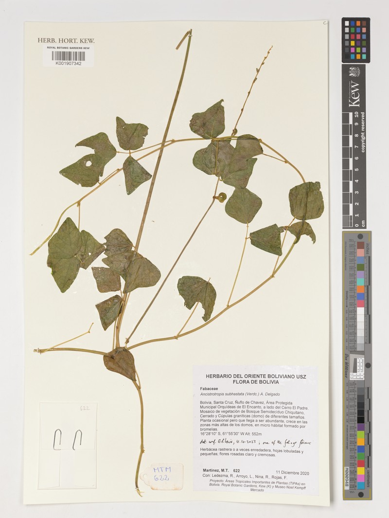 Ancistrotropis subhastata photo 3