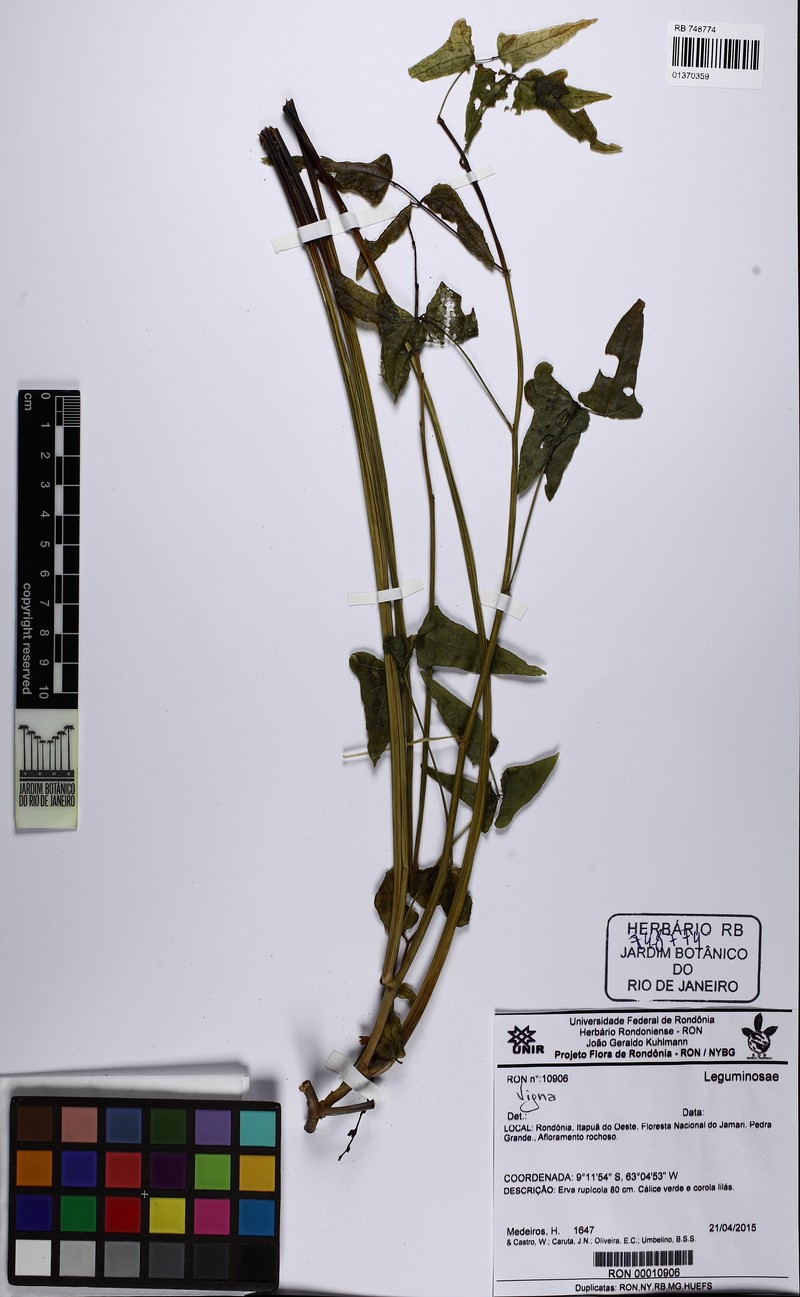Ancistrotropis subhastata