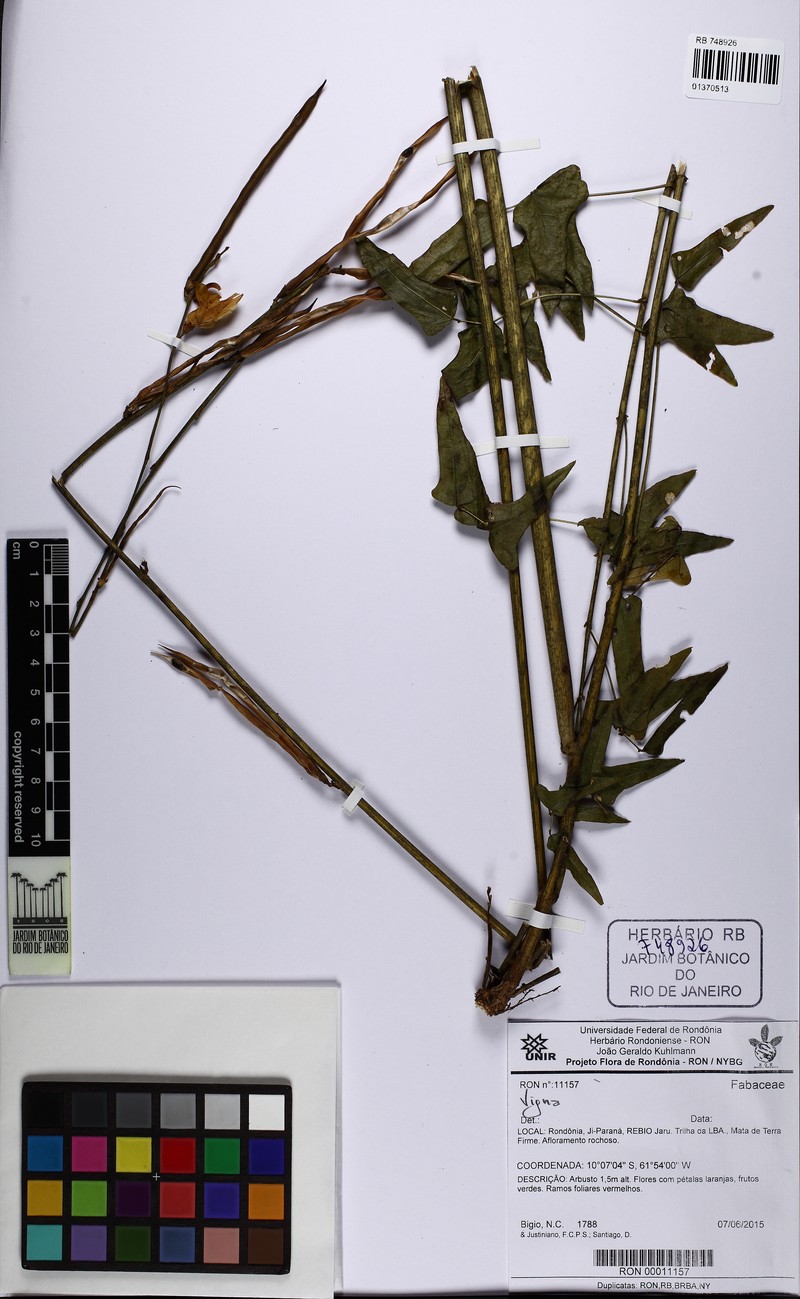 Ancistrotropis subhastata photo 2