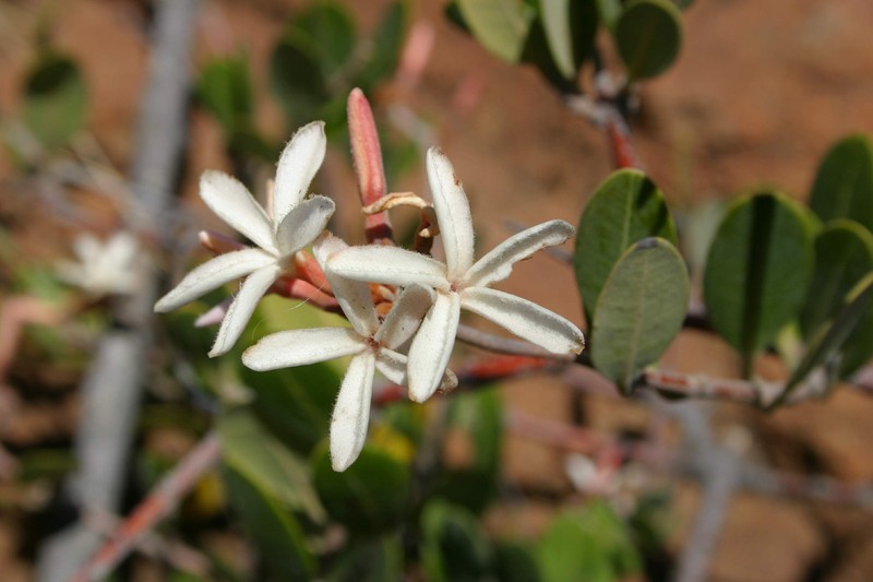 Ancylobothrys capensis