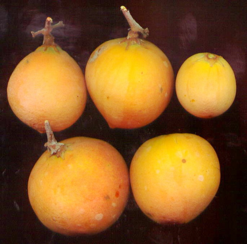 Ancylobothrys capensis photo 3