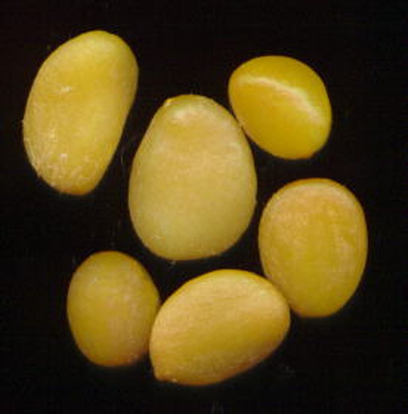 Ancylobothrys capensis photo 4