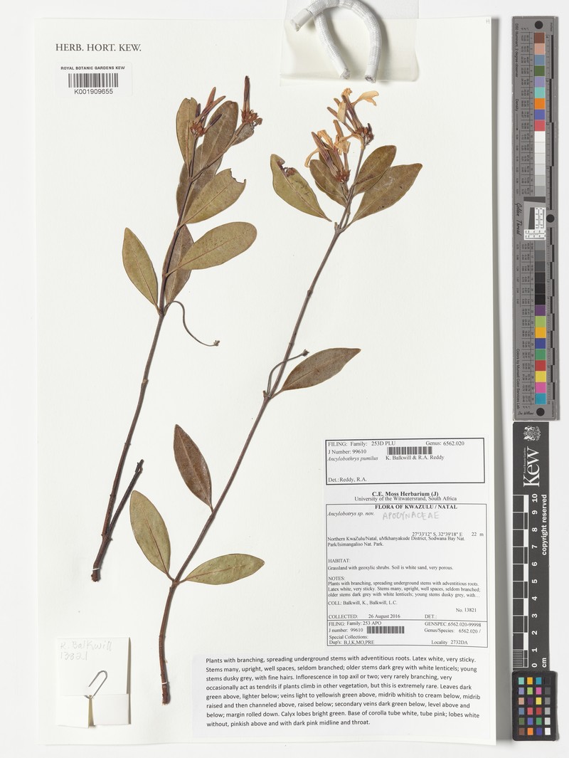 Ancylobothrys pumila