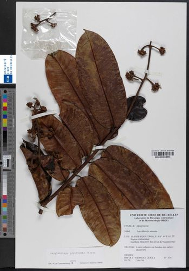 Ancylobothrys pyriformis