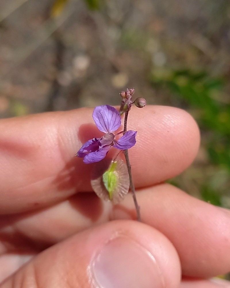 Ancylotropis insignis