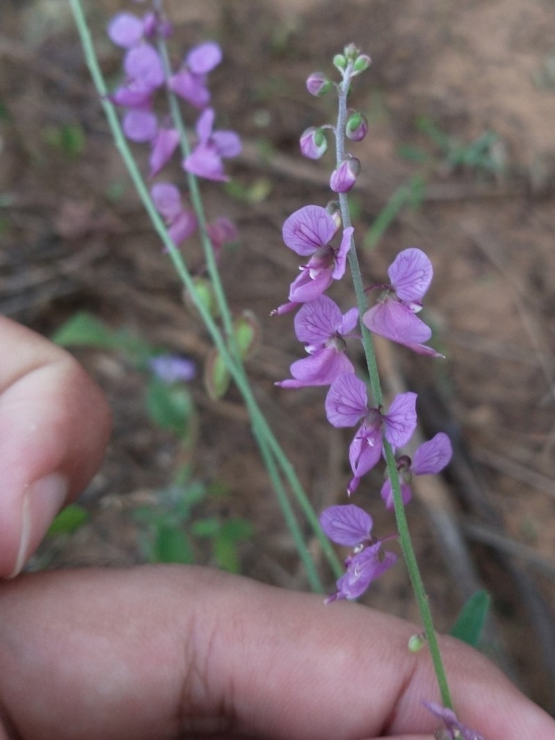 Ancylotropis insignis photo 2